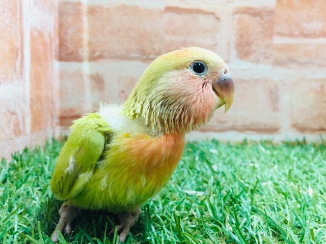💚❤️コザクラインコ(シナモンオパーリン)💚❤️ コザクラインコ(小桜インコ)