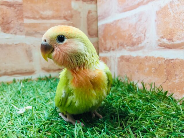 💚❤️コザクラインコ(シナモンオパーリン)💚❤️ コザクラインコ(小桜インコ)