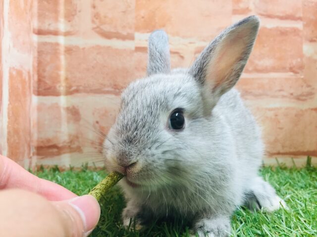 モチモチうさちゃん🐰🐰🐰 ネザーランドドワーフ(グレー系) ネザーランドドワーフ
