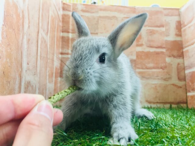 モチモチうさちゃん🐰🐰🐰 ネザーランドドワーフ(グレー系) ネザーランドドワーフ