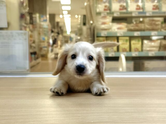 ミニチュアダックス