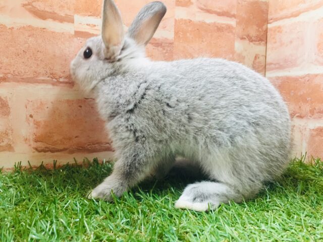 モチモチうさちゃん🐰🐰🐰 ネザーランドドワーフ(グレー系) ネザーランドドワーフ