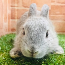 モチモチうさちゃん🐰🐰🐰　ネザーランドドワーフ（グレー系）