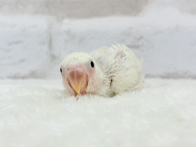 コザクラインコ（小桜インコ）