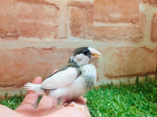 十姉妹（ジュウシマツ）