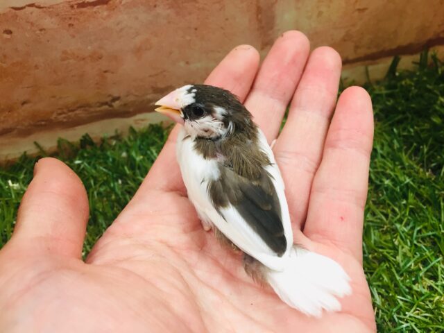 十姉妹（ジュウシマツ）