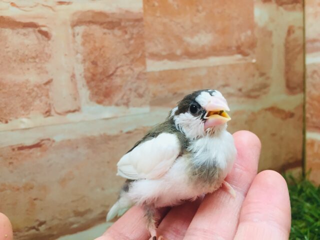 ミニミニ怪獣ちゃん💕　十姉妹