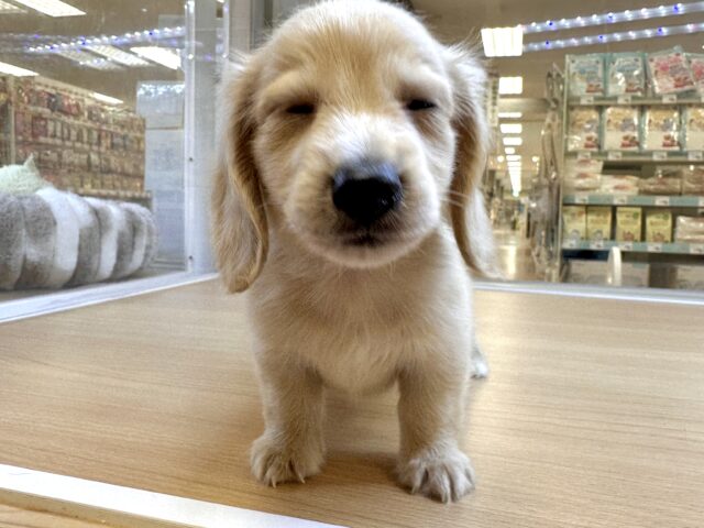 ミニチュアダックス