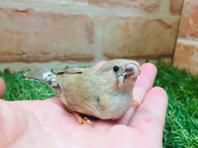錦花鳥（キンカチョウ）