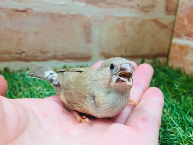 錦花鳥（キンカチョウ）