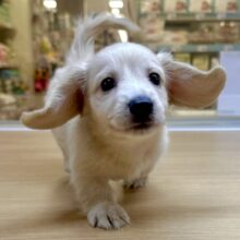 表情豊か♩♥たくさん甘えちゃうダックスくん