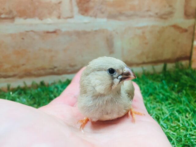 錦花鳥（キンカチョウ）