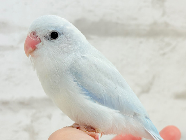 【最新画像更新🪄】夏本番🎐🫧涼しげアイスに癒されて🧊マメルリハ(アメリカンホワイトパイド)男の子 ヒナ