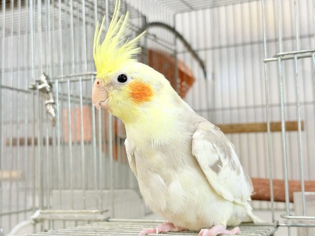 オカメインコ
