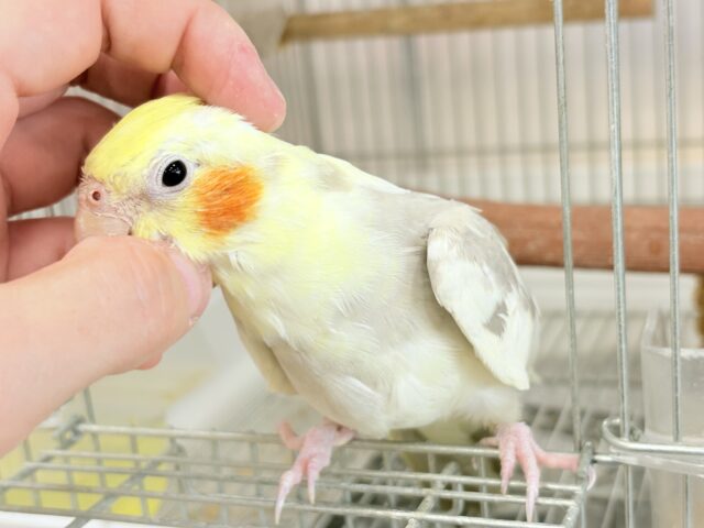オカメインコ
