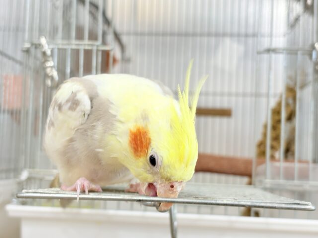 オカメインコ