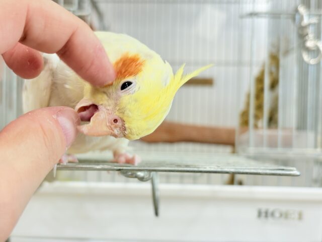 オカメインコ