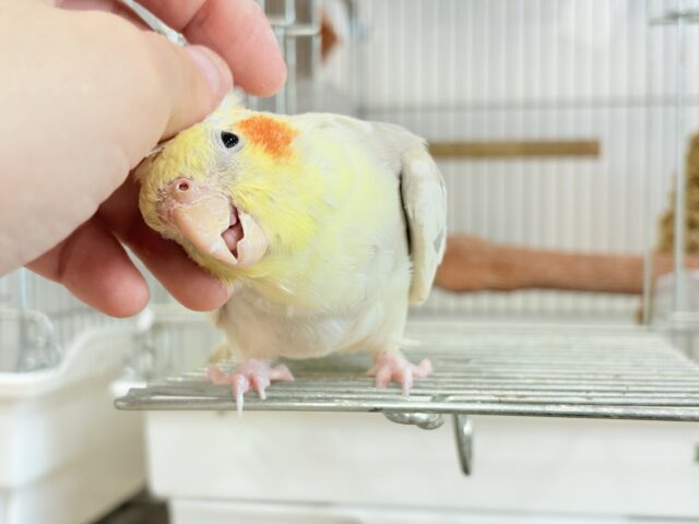 オカメインコ