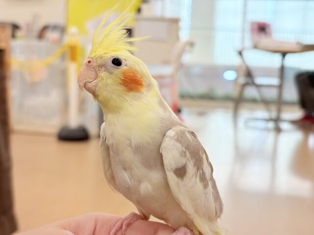 オカメインコ