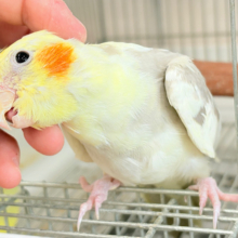 これからが楽しみだね♬*°オカメインコ(シナモンパイド)