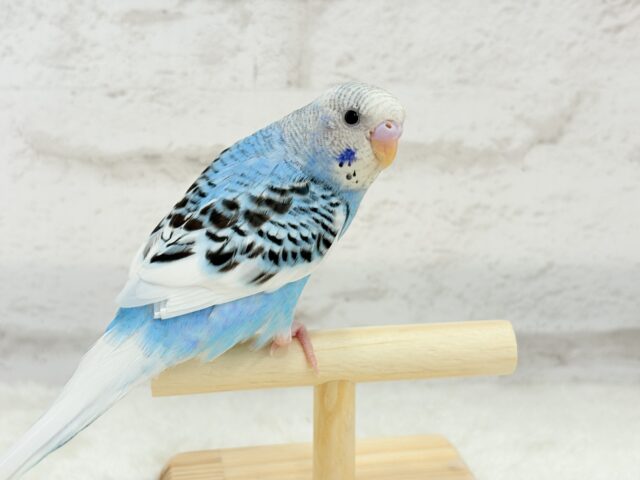 【最新画像更新🪄もうすぐひとり餌☆】楽しそうなことが 待ってるんだってさ♪ セキセイインコ パイド~~ セキセイインコ