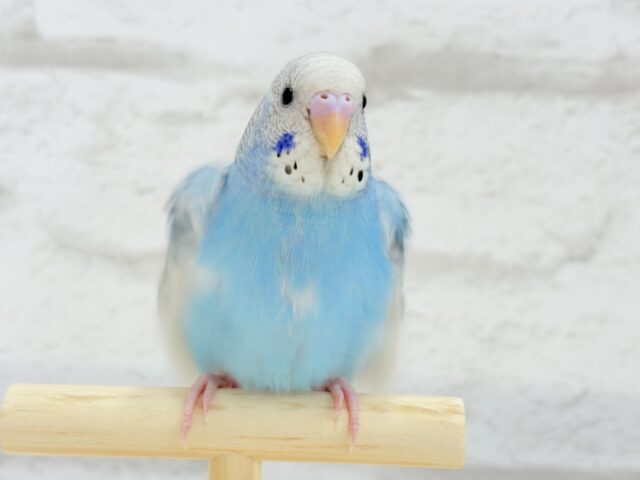 【最新画像更新🪄もうすぐひとり餌☆】楽しそうなことが 待ってるんだってさ♪ セキセイインコ パイド~~ セキセイインコ