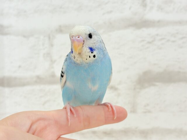 【最新画像更新🪄もうすぐひとり餌☆】楽しそうなことが 待ってるんだってさ♪ セキセイインコ パイド~~ セキセイインコ