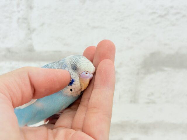 【最新画像更新🪄もうすぐひとり餌☆】楽しそうなことが 待ってるんだってさ♪ セキセイインコ パイド~~ セキセイインコ