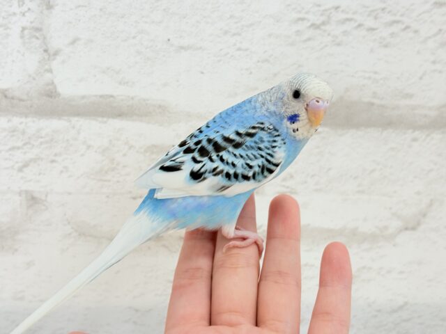 【最新画像更新🪄もうすぐひとり餌☆】楽しそうなことが 待ってるんだってさ♪ セキセイインコ パイド~~ セキセイインコ