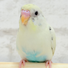【最新画像更新🪄ひとり餌になりました‪☆】まろやか、まったりーー　セキセイインコ　クリームハルクイン〜〜