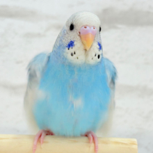 【最新画像更新🪄もうすぐひとり餌‪☆】楽しそうなことが　待ってるんだってさ♪　セキセイインコ　パイド～～