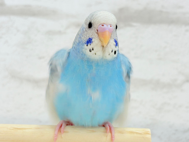 【最新画像更新🪄もうすぐひとり餌☆】楽しそうなことが 待ってるんだってさ♪ セキセイインコ パイド~~ 【最新画像更新🪄もうすぐひとり餌☆】楽しそうなことが 待ってるんだってさ♪ セキセイインコ パイド~~