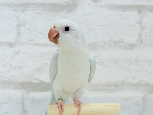 オキナインコ