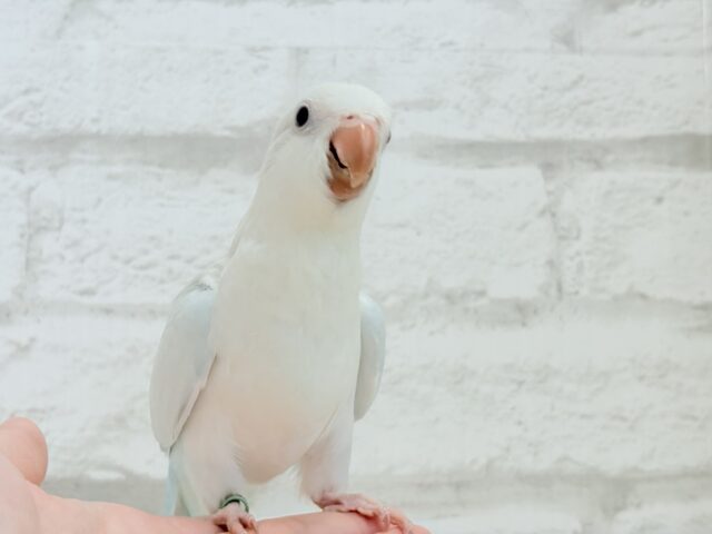 オキナインコ