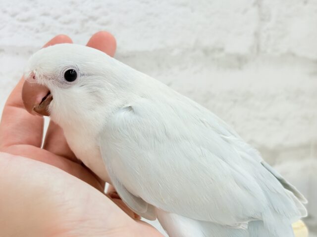 オキナインコ