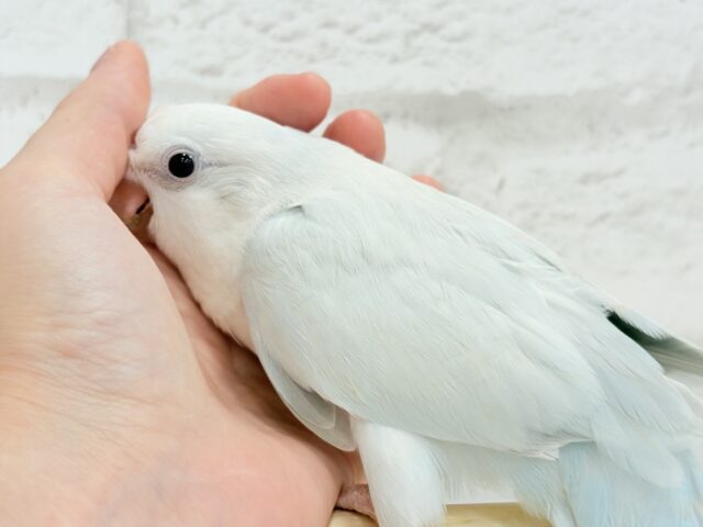オキナインコ
