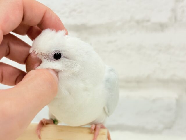 オキナインコ