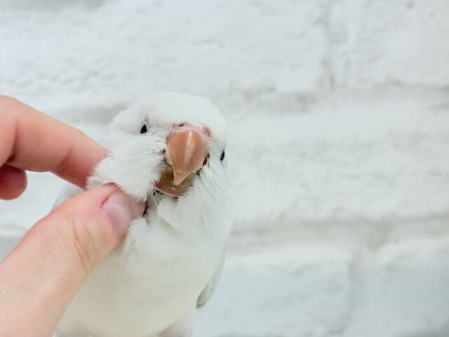 オキナインコ