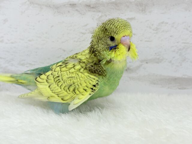 ジャンボセキセイインコ
