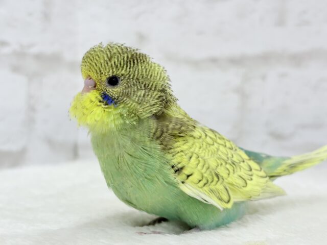 ジャンボセキセイインコ