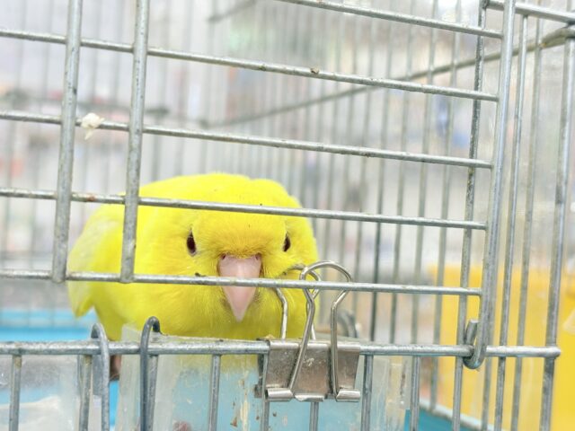 サザナミインコ