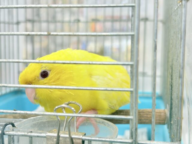 サザナミインコ