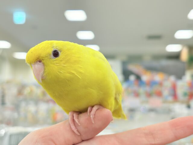 サザナミインコ