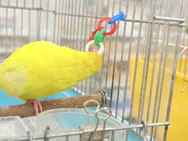 サザナミインコ