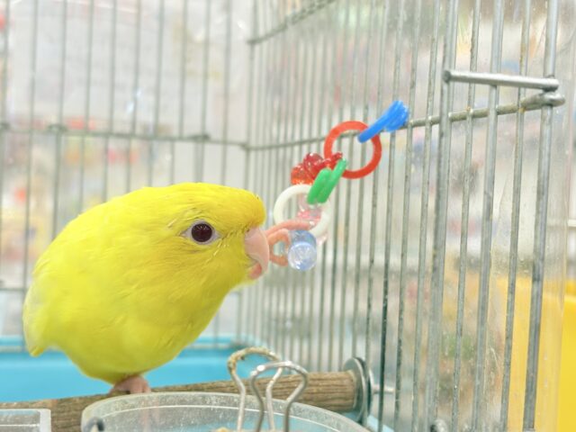 サザナミインコ