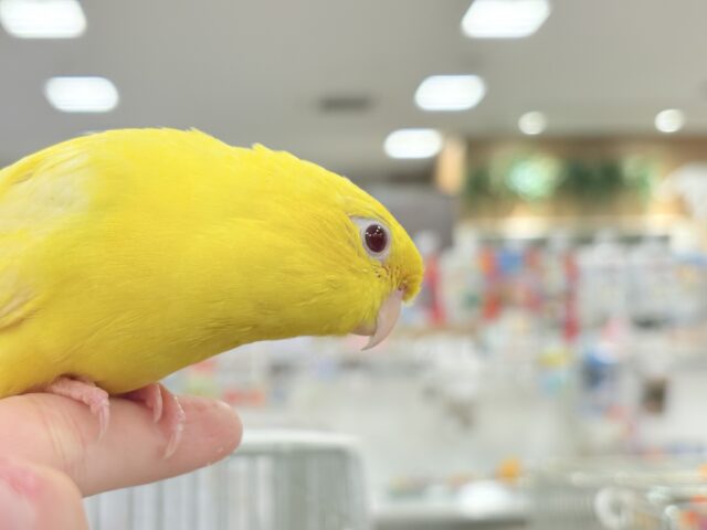サザナミインコ