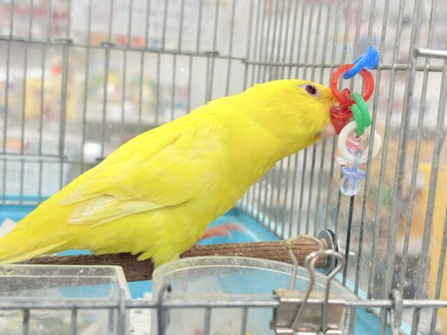 サザナミインコ