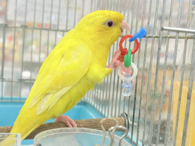 サザナミインコ