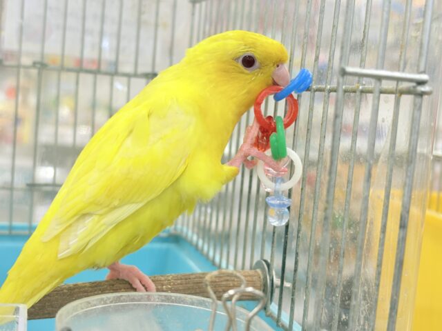 サザナミインコ