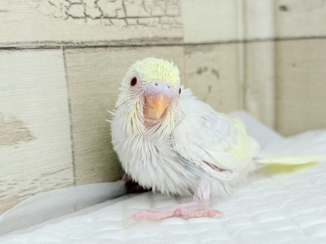 【最新画像更新🪄】唯一無二の美しさ🐥🫧セキセイインコ(ファロー) ヒナ セキセイインコ